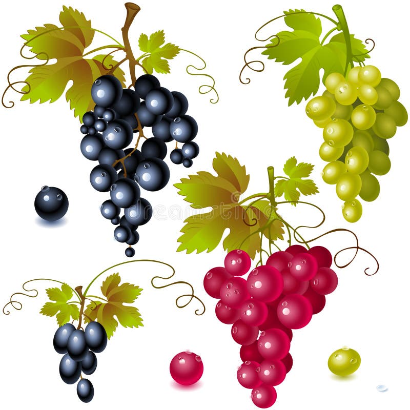 Grapes with leaves