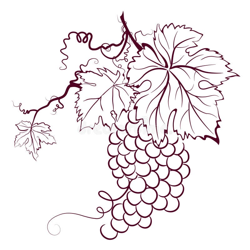 Icon bunch of grapes with a leaf.Contour drawing of fruit.Vector  illustration 5393664 Vector Art at Vecteezy