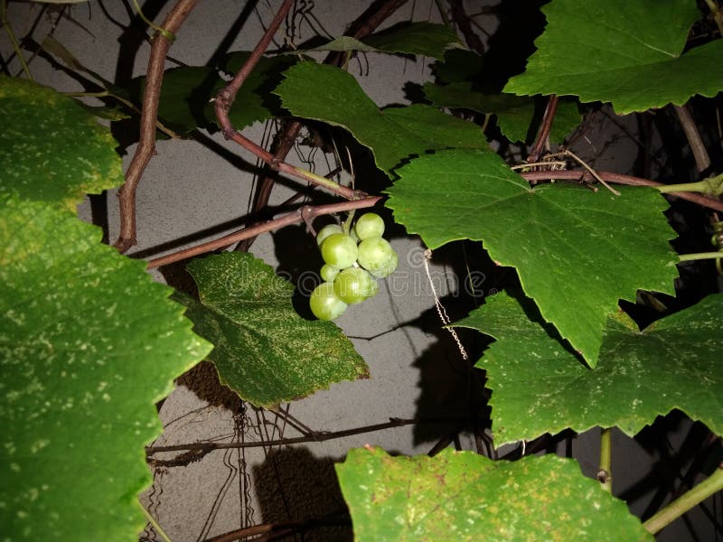 Grapes and leaves at night stock image. Image of food 264044977