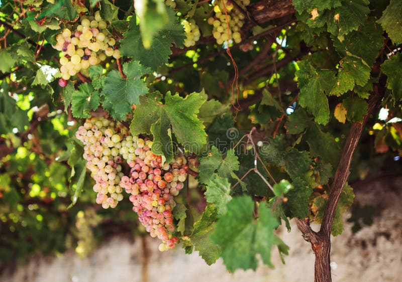 Uvas en isla de, grecia.