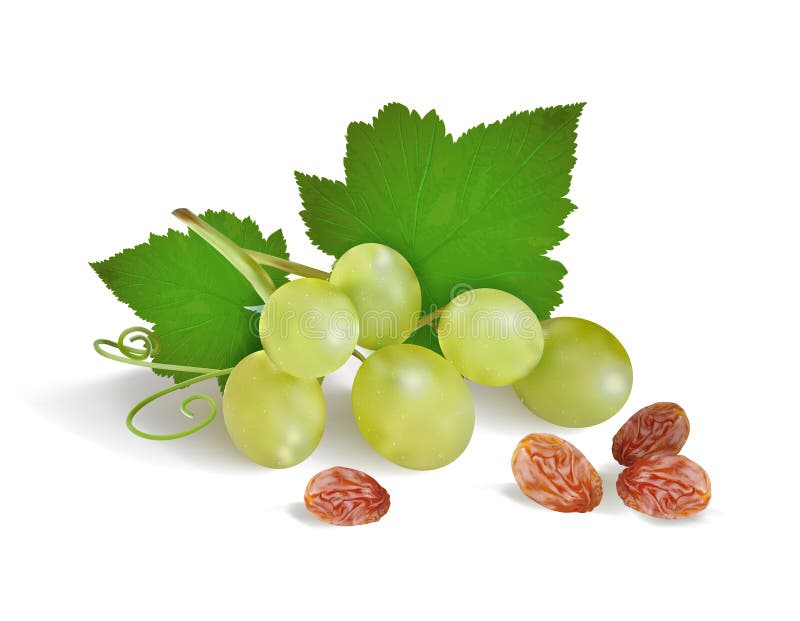 Grapes and raisins on a white background.