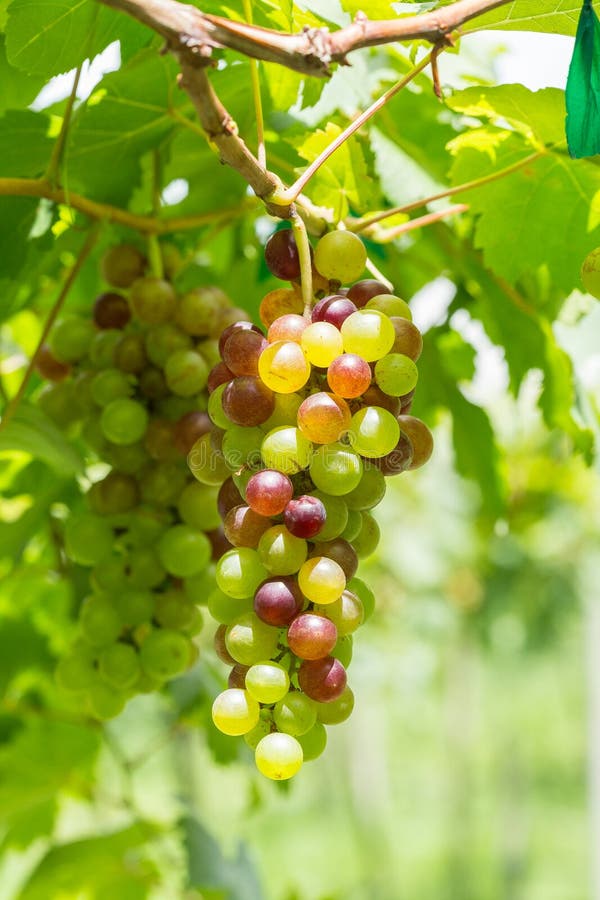 Grapevine in Garden ; Selective Focus with Blur Background. Stock Image ...
