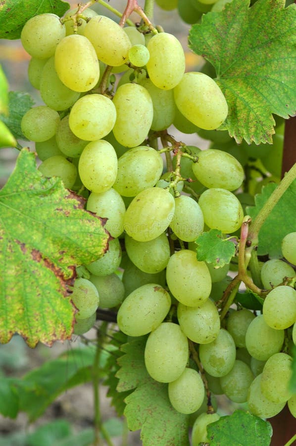 Grapes Ripen on the Branch of the Bush Stock Photo Image of plants