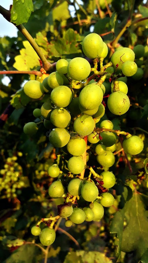 Grapes royalty free stock photo Grapes royalty free stock photo