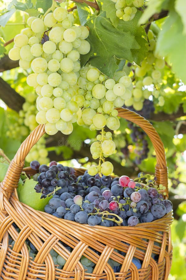 Grapes on Tree with Basket of Grapes Beneath Stock Photo Image of organic, grapes 58561494