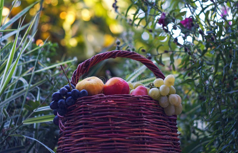 Grapes and Various Fruits in a Basket Stock Image Image of plum, diet 278293763