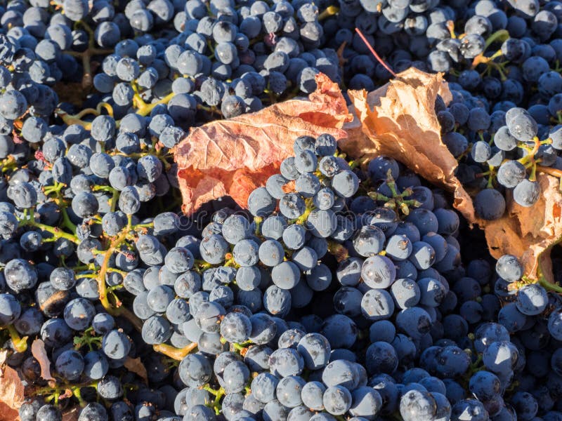 Grapes on the vine stock photo. Image of grapes, produce 95424812