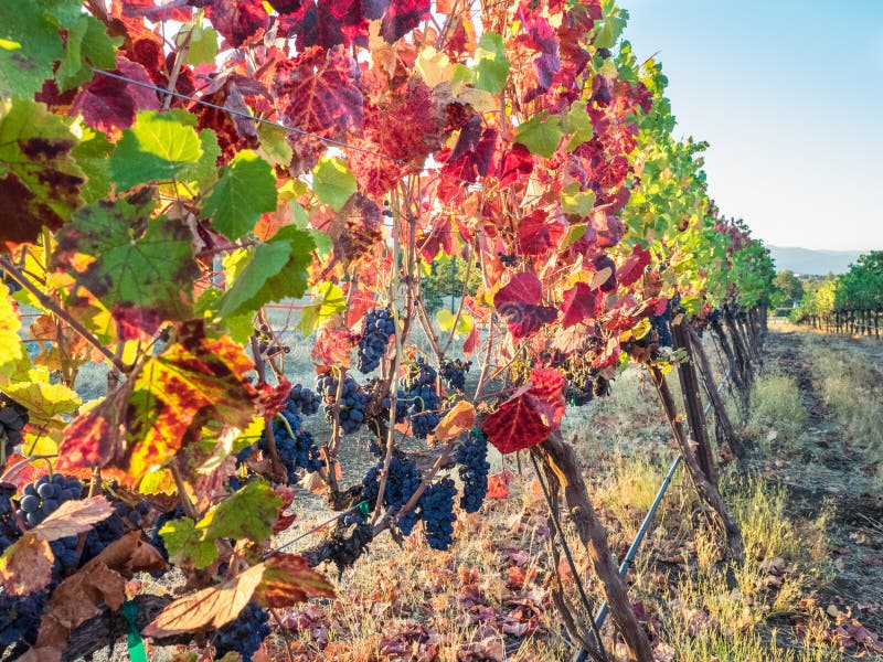 Grapes on the vine stock image. Image of oregon, autumn 95426409