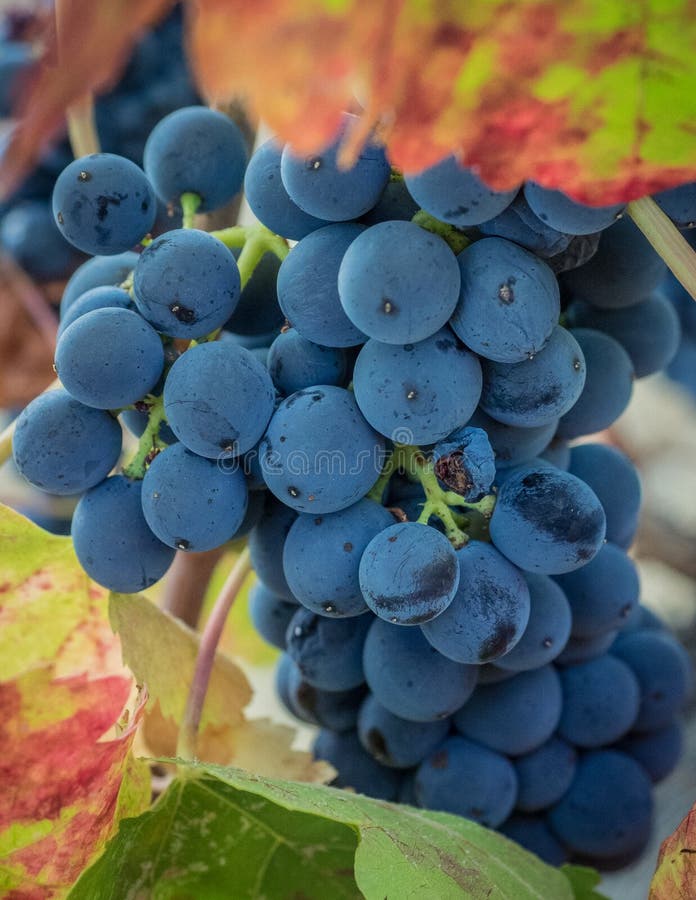 Grapes on the vine stock image. Image of vine, blueberry 95481043