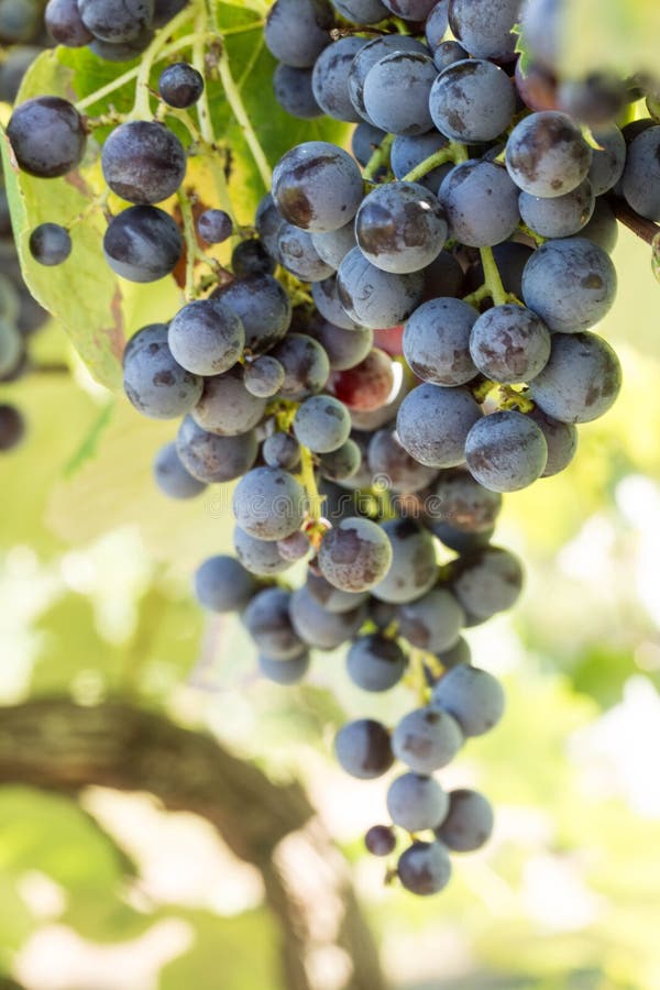 Wine Grapes Growing On Vine In Vineyard In Tennessee Stock Image