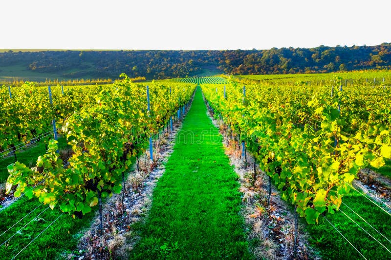 Grapes vines in an engish vineyard