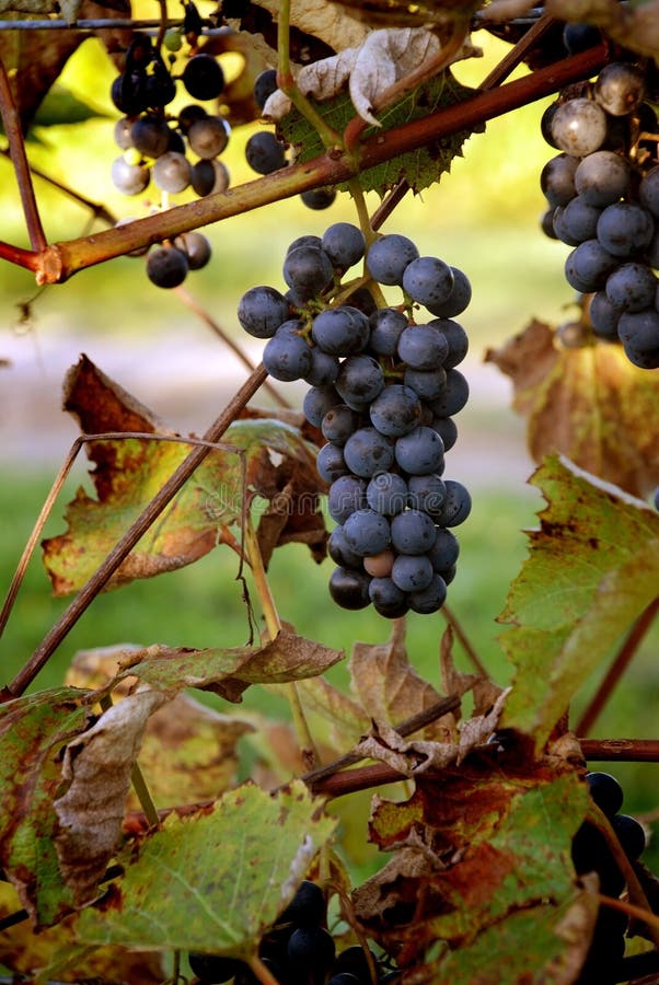 Grapes stock image. Image of vineyard, grapevines, field 3073597