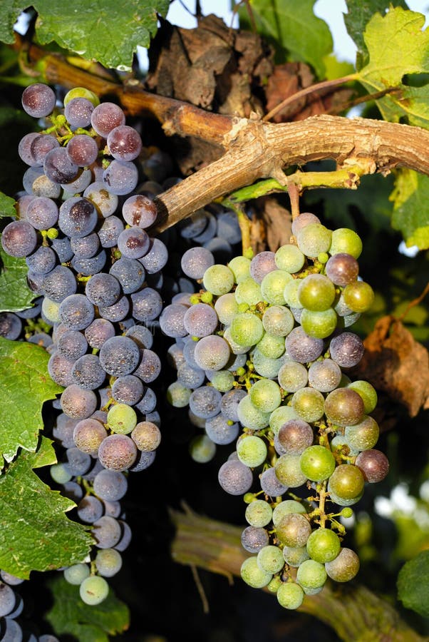 Grapes in a Vineyard in Central Italy Stock Image Image of healthy