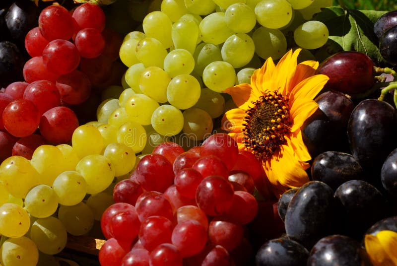 Grapes in Vintage Fruit Box
