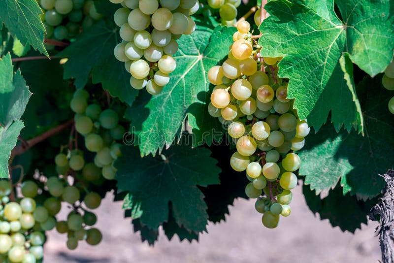 Grapes white wine on tree with branch and green background