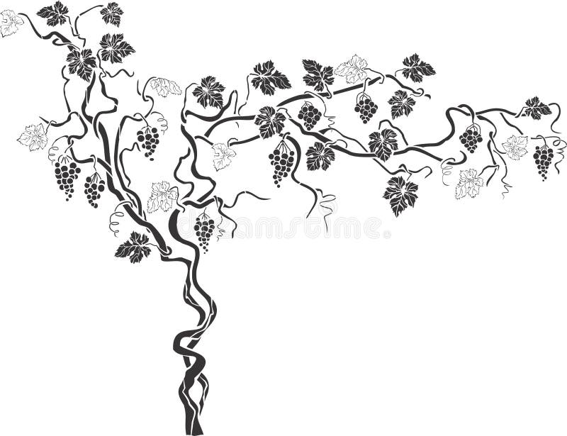 Easy Grape Vines Drawing - Waesquerda Wallpaper