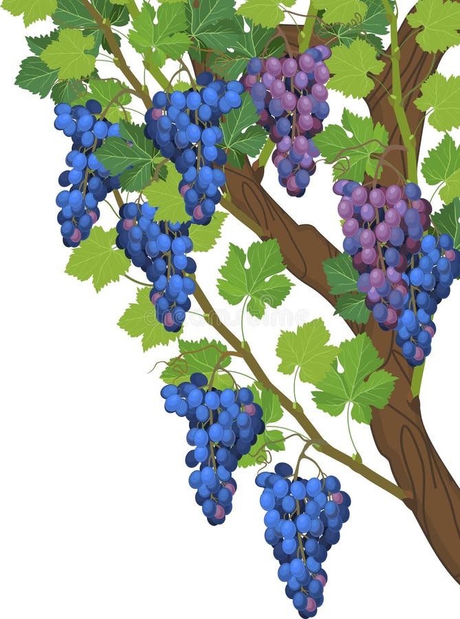 Grapevine branch with green leaves and blue bunch