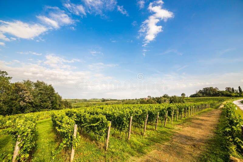 Grapevine field in the italian countryside