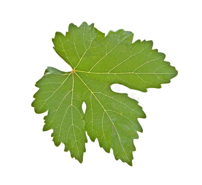 Grapevine leaf