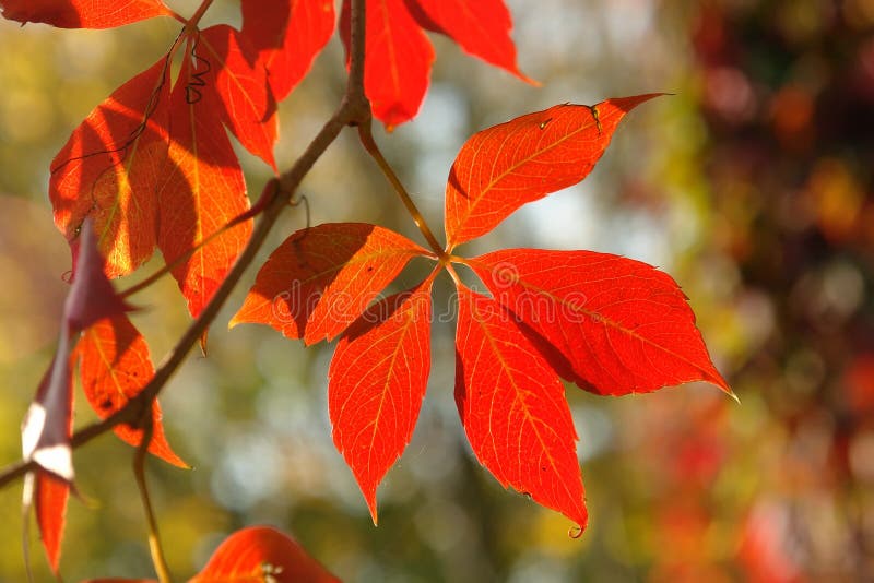 Grapevine leaves in fall color