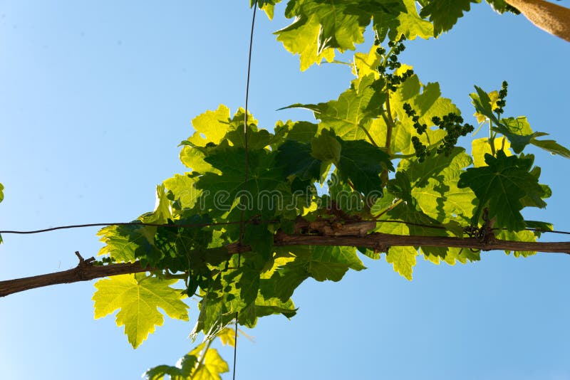 Grapevine pergola royalty free stock photo Grapevine pergola royalty free stock photo