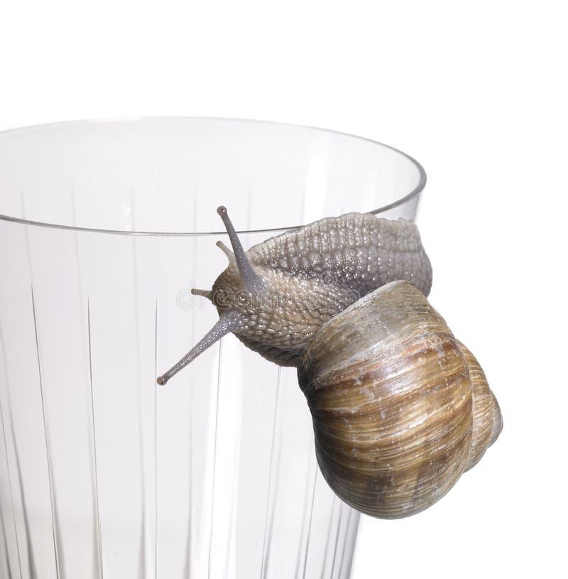 Grapevine Snail on Drinking Glass Stock Image Image of glass