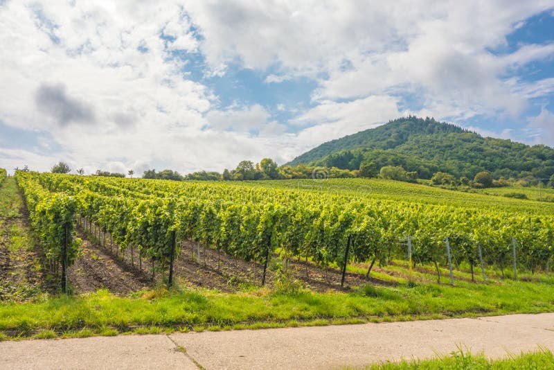 Grapevine / vineyards, Germany, near Neustadt / Weinstrasse