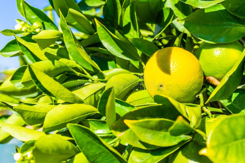 Graphfruit em uma árvore imagens de stock royalty free Graphfruit em uma árvore imagens de stock royalty free