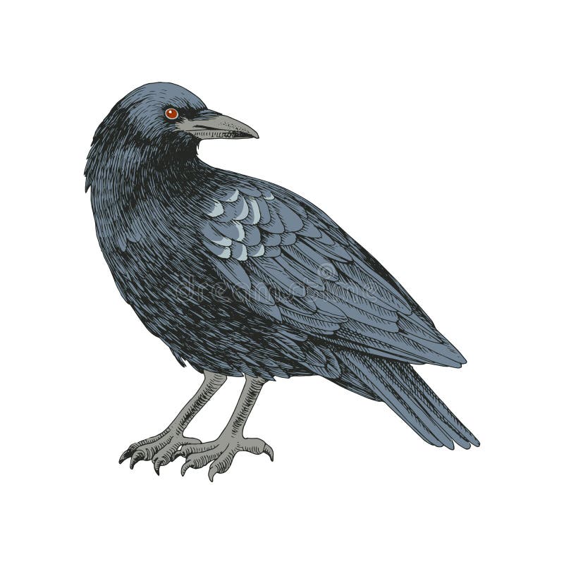 Graphic black crow isolated on white background. stock illustration