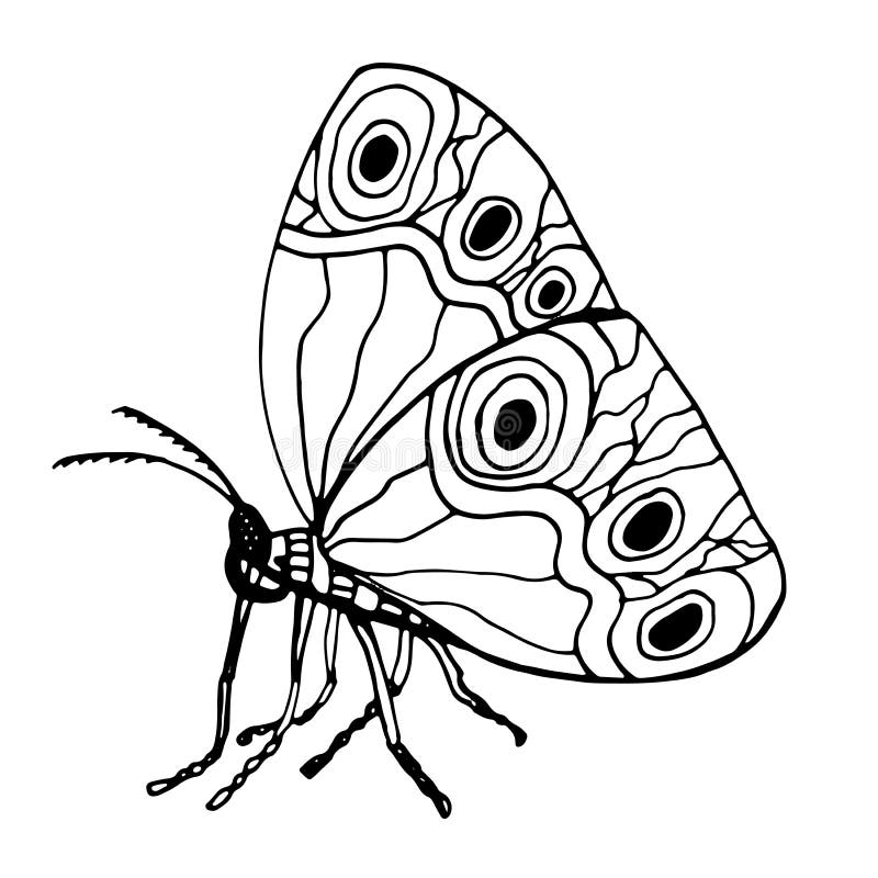 Graphic Black and White Butterfly. Hand Drawn Contour Lines and Strokes ...