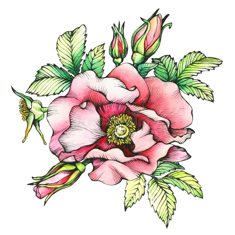 Graphic the branch flowering dog rose names: Japanese rose, Rosa rugosa.