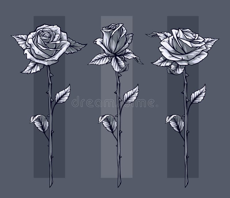 Graphic Detailed Graphic Roses with Stem Set Stock Vector