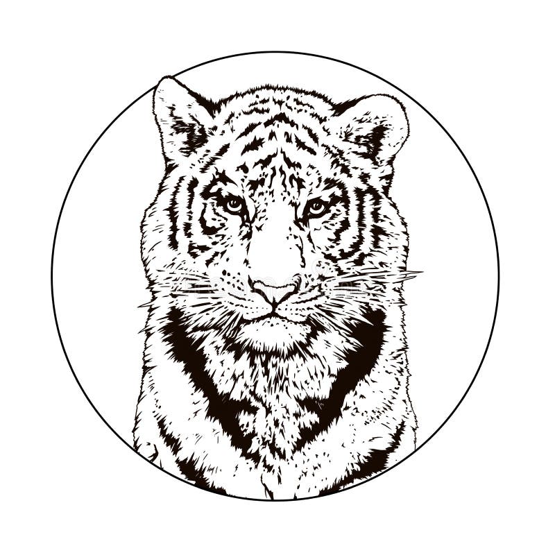 Drawing Bengal Tiger locking or big cat, Stock vector