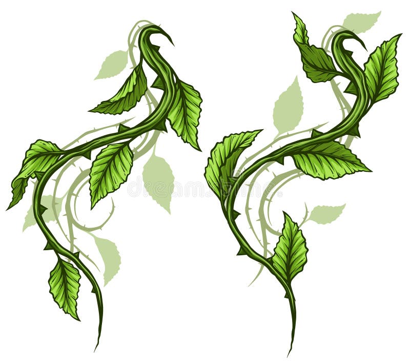 Graphic Green Rose Branch with Leaves and Thorns Stock Vector -  Illustration of bush, branch: 138464104