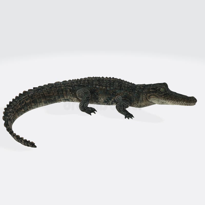 Crocodile Roaring Up 3D Render Stock Illustration Illustration of