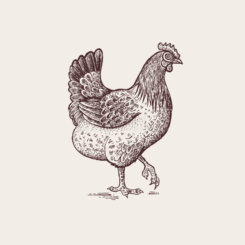 graphic illustration poultry chicken vector bird hen series farm animals graphics handmade drawing figure vintage engraving 95260910