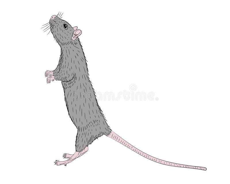 Rat sketch image Royalty Free Vector Image - VectorStock