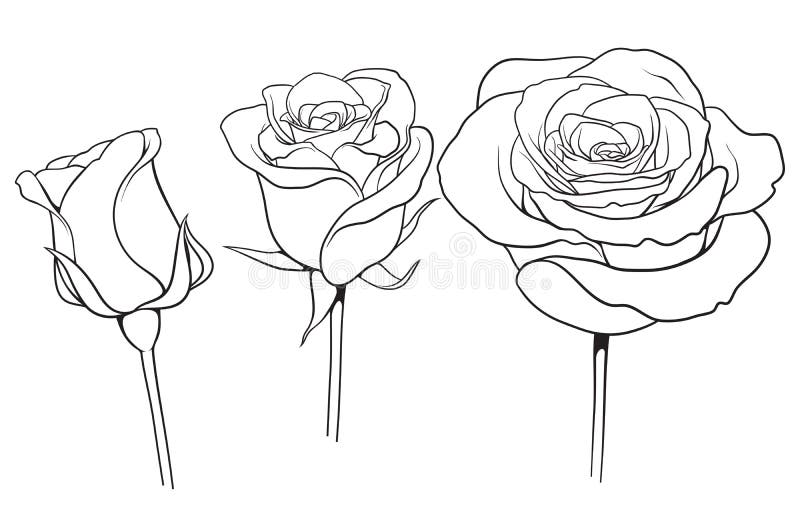 Graphic roses set 01