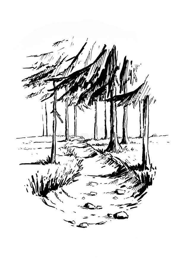 Footpath and trees Sketch vintage etching pencil Poster  Zazzle