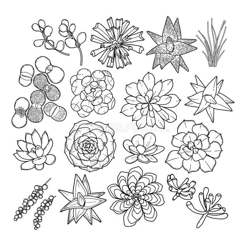 Graphic Succulent Collection Stock Vector - Illustration of blossom ...