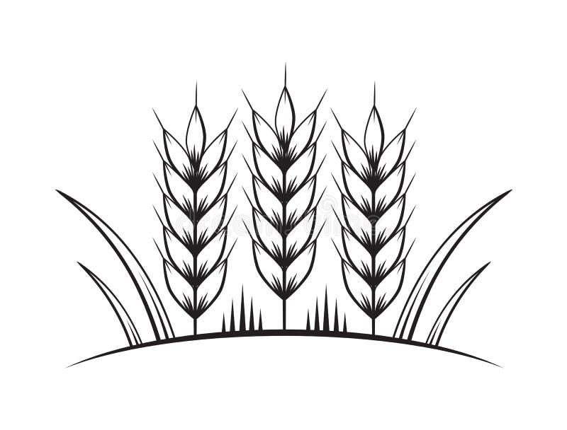 Graphic wheat, vector