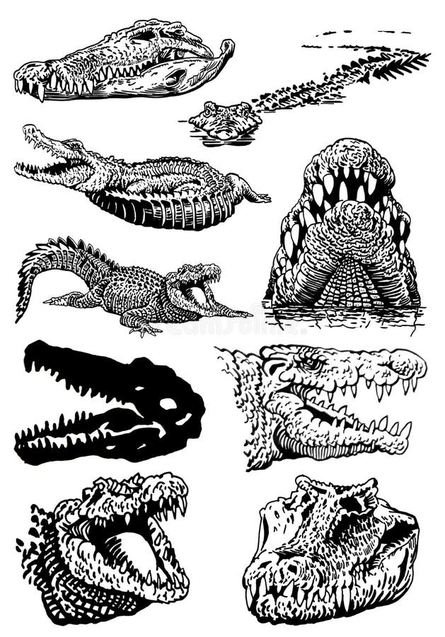 Graphical Set of Crocodiles Isolated on White Background, Vector