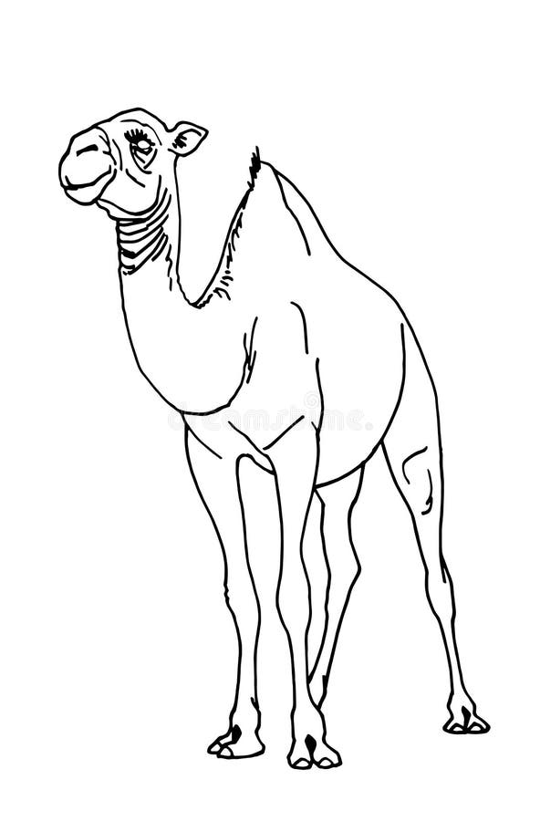 Graphical hand-drawn sketch of camel isolated on white background,vector illustration vector illustration