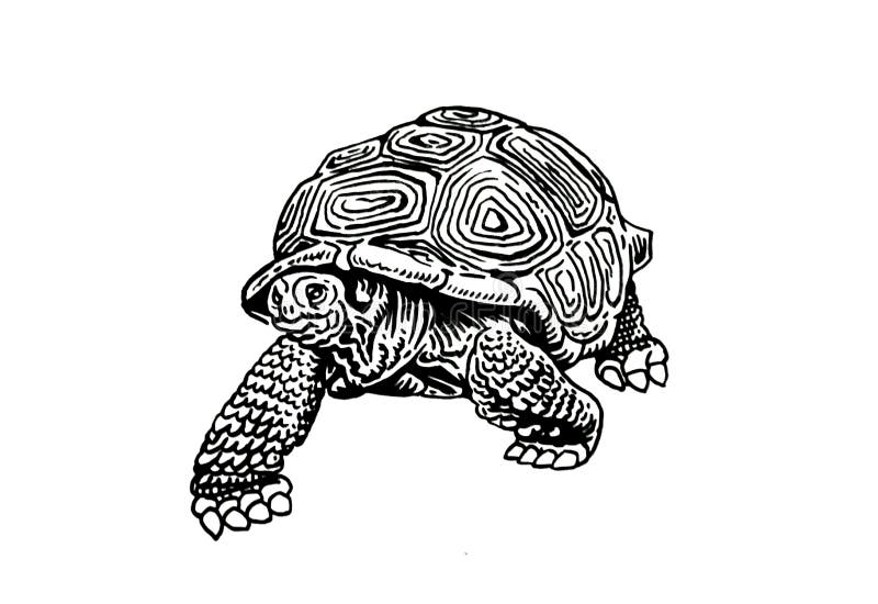 Ornate Box Turtle Stock Illustrations – 15 Ornate Box Turtle Stock ...