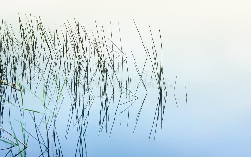 Graphical Sea Grass Reflecting In The Mirror Water