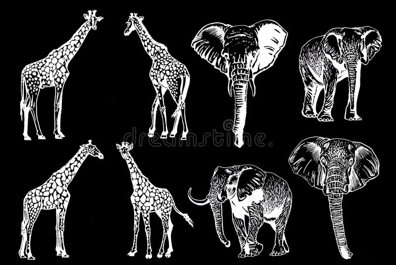 Graphical Set of Elephants , Asian and African Animal. Vector Elephant