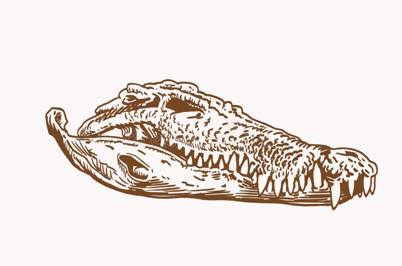 Graphical vintage skull of crocodile , sepia background, vector