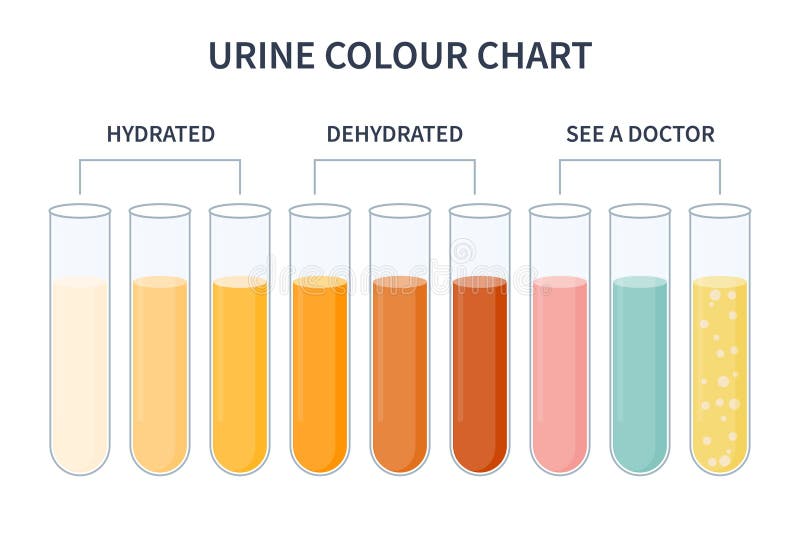 Tableau D'hydratation Couleur De L'urine Illustration De La Vessie