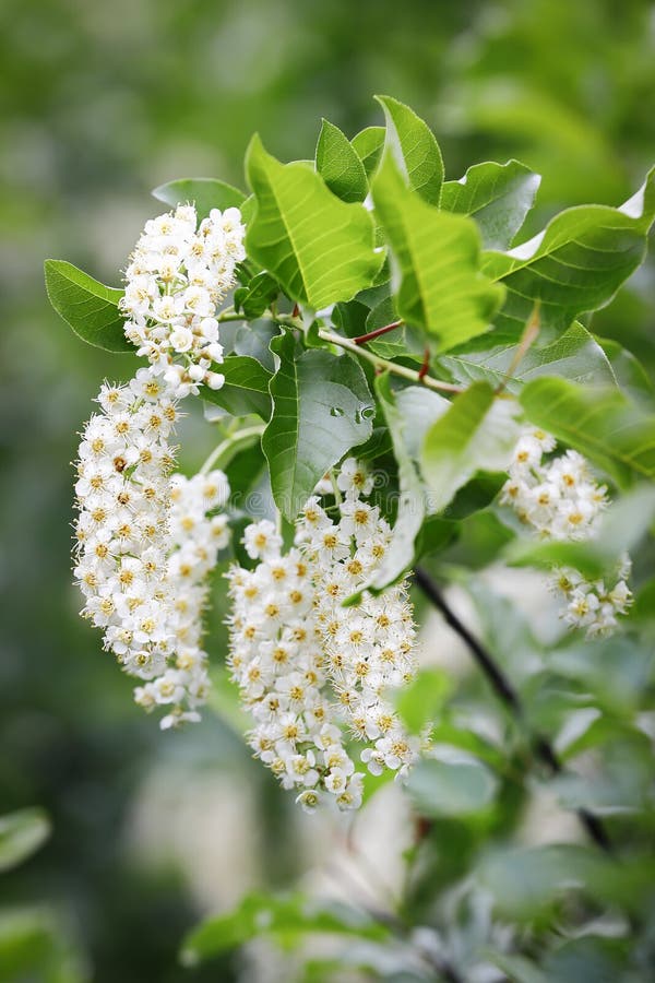 Grappes De Fleurs Blanches Suspendues à Des Brindilles Photo stock - Image  du sensible, fleurs: 220361896