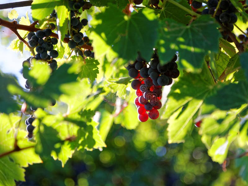 Grappes violettes en stock de vigne par la lumière du soleil à l'automne Bokeh photo stock